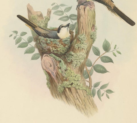 Antique Bird Print of the Swinhoe's Minivet by Gould, circa 1850, view 4