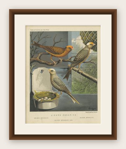 Antique Bird Print of the Lizard Canaries Golden Spangled and Others, circa 1880, shown framed