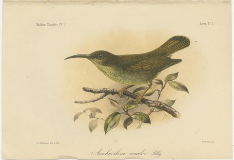 Antique Lithograph of Plain-coloured Spiderhunter by Keulemans, Sumatra c.1887, view 2