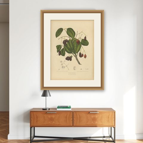 Antique Java Plum Botanical Chromolithograph by Hoola van Nooten, c. 1880, shown framed on a wall