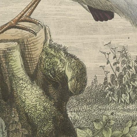 Antique Print of a Beautiful Handcolored Sugarbird, 1854, close-up 3