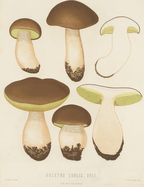 Antique Mycology Print of Boletus Edulis by E.M. Fries, circa 1860, view 2