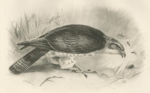 Antique Honey Buzzard Bird Prints by Lilian M. Medland, Set of Two, 1908, close-up 4