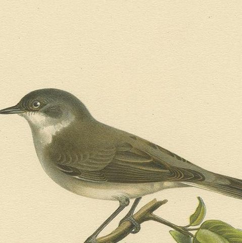 Antique Bird Print of the Lesser Whitethroat by Von Wright '1927', close-up 1