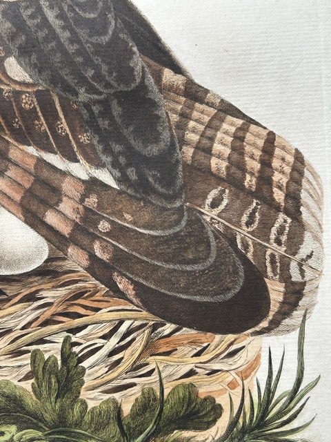 Strix Ulula, Hand-Coloured Engraving of Short-Eared Owl with Eggs, 1770–1829, view 11