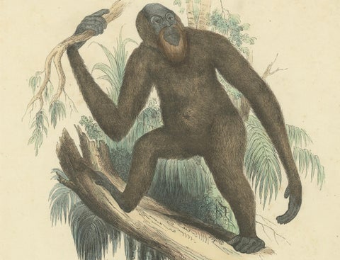 Der gemeine Orang-Utan (Common Orangutan) - Hand-Colored Zoological Print, 1840, close-up 3