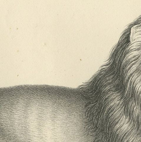 Original Antique Print of a Senegal Lion by Brodtmann, circa1830, close-up 1