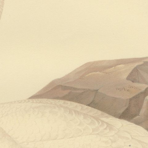 Antique Scandinavian Swan Lithograph, Cygnus Cygnus, Svenska Fåglar 1929, close-up 6