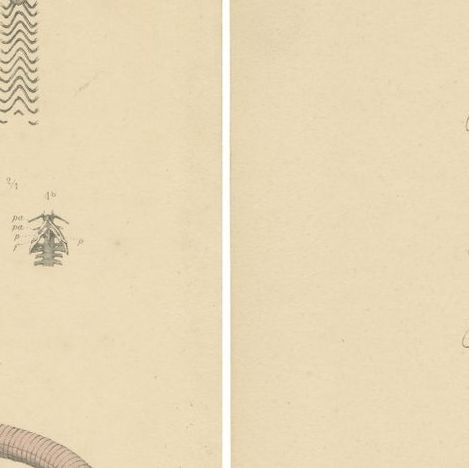 Set of 2 Antique Prints of the Anatomy of a Worm Lizard and Other Amphibians, close-up 2
