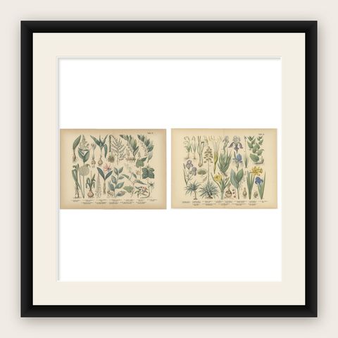 Antique German Botanical Atlas Plates, Tafel 17–18, Lilies & Irises, 1885, shown framed