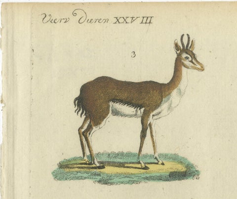 Original Hand-Colored Antique Print of various Antelope Species, circa 1820, close-up 2
