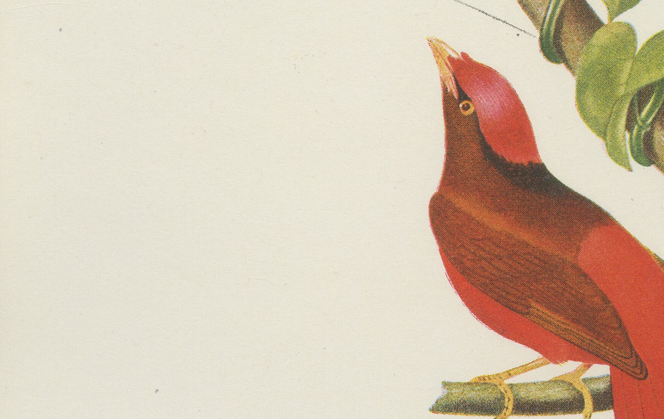 Tanagers and Cotingas, Brazilian Bird Print, Descourtilz, 1944, view 5