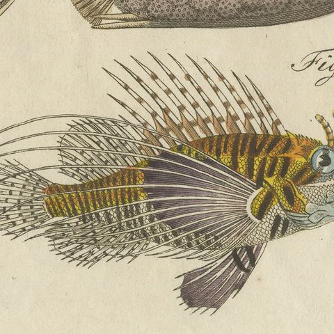 Lionfish, Chimaera, Scorpionfish and Boxfish, Antique Bertuch Print, circa 1805, close-up 1