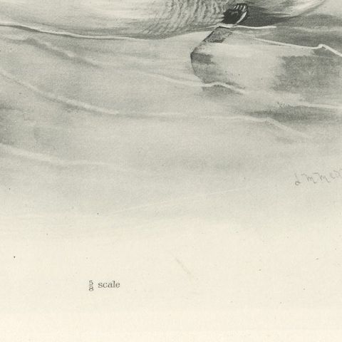 Smew, Antique Bird Print after Lilian Medland, circa 1909, close-up 3