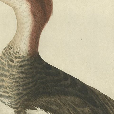Antique Hand-Coloured Print of Female Merganser, Mergus Minutus, 1770s, close-up 6