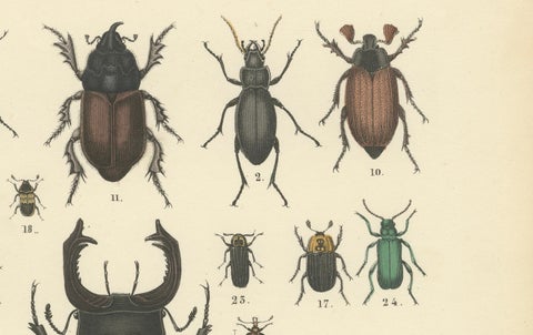 Beetles Print: Stag Beetle, Scarab, Longhorn & Jewel Beetles, Antique 1867, close-up 4