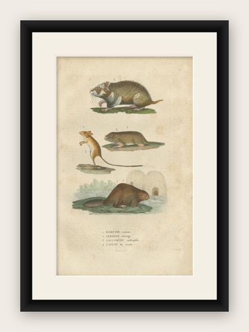 Antique Engraving of Rodents: Hamster, Jerboa, Pocket Gopher, and Beaver - 1825, shown framed