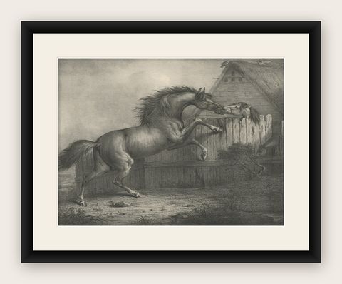 Original Antique Lithograph of a Horse Showing the Passion 'Love', 1827, shown framed