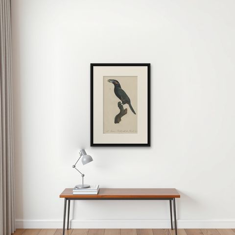 Stunning Hand-Colored Antique Prints of a Toucan, 1806, Rare!, shown framed on a wall