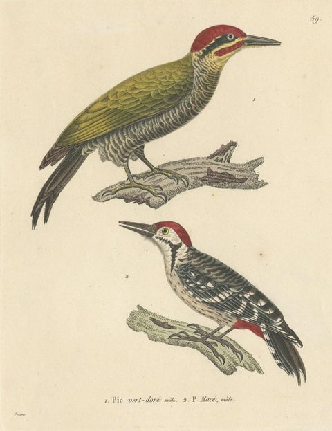 Rare Print of a Male Golden-Green & a Male Fulvous-Breasted Woodpecker, 1838, view 3