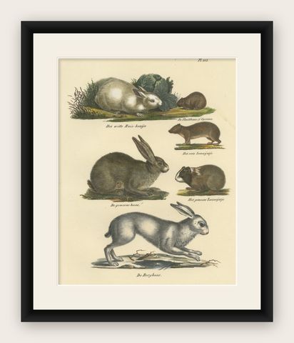 Antique Print of a Rabbit, Hares, Pika and other Rodents, shown framed