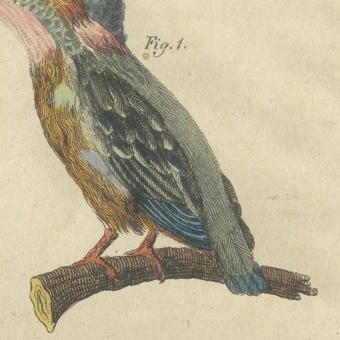 Four Kingfishers on Branches, Antique Bertuch Print, Vienna, circa 1818, close-up 4
