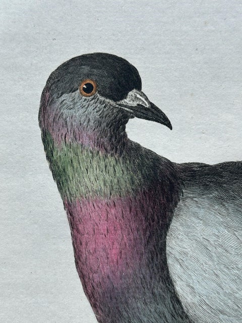 Rock Dove or Common Pigeon, Hand-Coloured Engraving with Dutch Text, 1770–1829, view 6