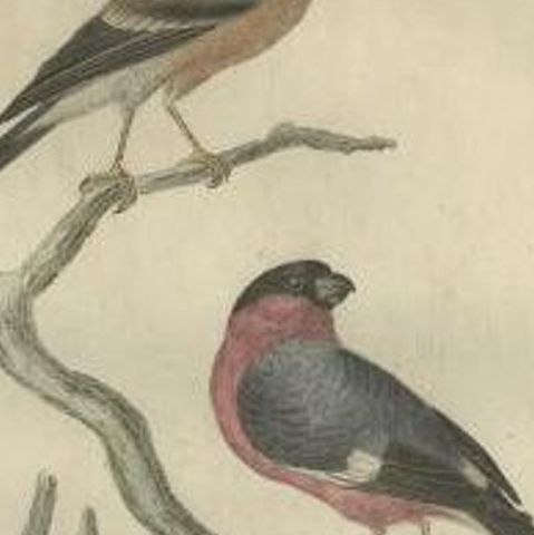 Antique Bird Print of the Eurasian Bullfinch by Sepp & Nozeman, 1789, close-up 1