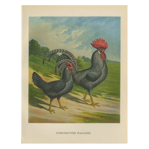 The Striking Cuckoo Italian Chicken - A Rare 19th Century Poultry Lithograph