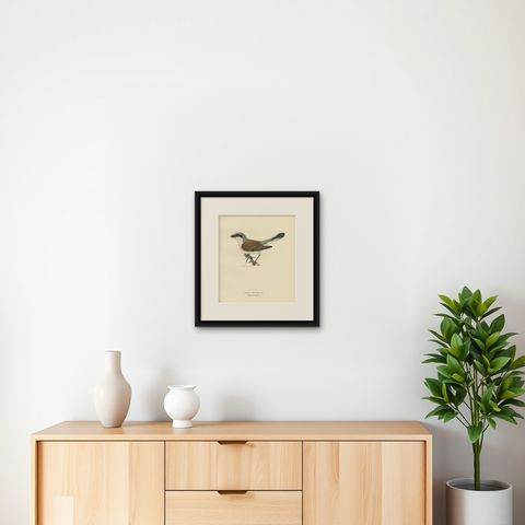 Antique Bird Print of the Male Red-Backed Shrike by Von Wright, 1927, shown framed on a wall