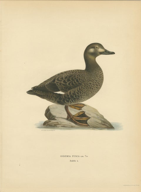 Antique Scandinavian Bird Lithographs, Velvet Scoter Ducks, Svenska Fåglar 1929, view 4