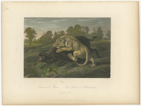 Original Steel Engraving of a Lioness and Boar, view 2