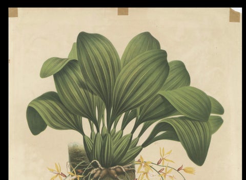 Large Orchid Illustrations of the Dutch East Indies: A Botanical Heritage, 1854, close-up 3