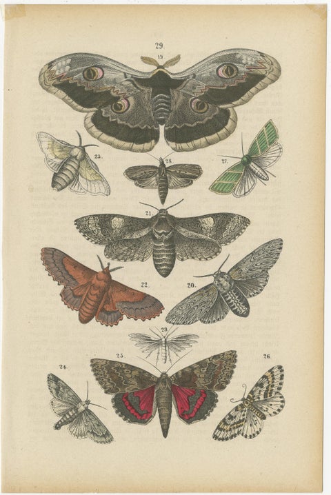 A Study in Wings: Hand-Colored Lepidoptera of the 19th Century, c.1895, view 2