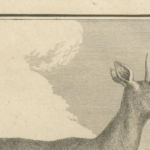 Antique Print of a Deer Species by Buffon '1782', close-up 1