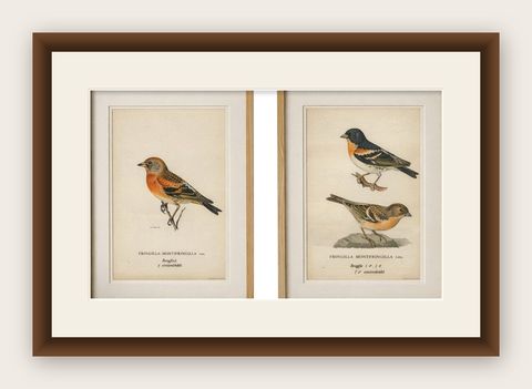 1929 Swedish Bird Prints Pair, Natural History Illustration Set, Designer Wall, shown framed