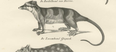 Rare 19th-Century Lithograph of Marsupials Including the Thylacine and Yapok, close-up 3