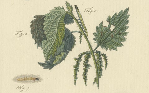18th-Century Hand-Colored Engraving of Moths and Larvae with Nettles, close-up 3