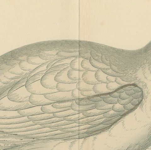Original Antique Print of a Ptarmigan 'with centre fold', close-up 1