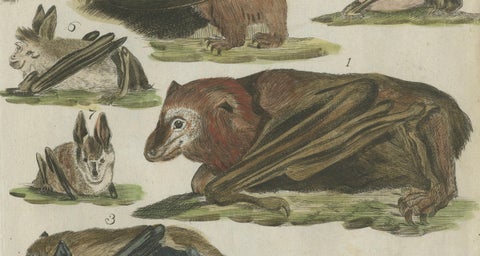 Hand Colored Antique Print of Flying Foxes and Bats, circa 1820, close-up 3