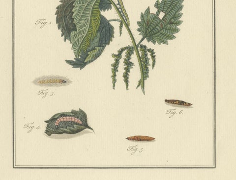 18th-Century Hand-Colored Engraving of Moths and Larvae with Nettles, close-up 1