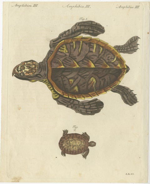 Original Antique Print of Sea Turtle and Freshwater Turtle by Bertuch, c. 1790, view 2