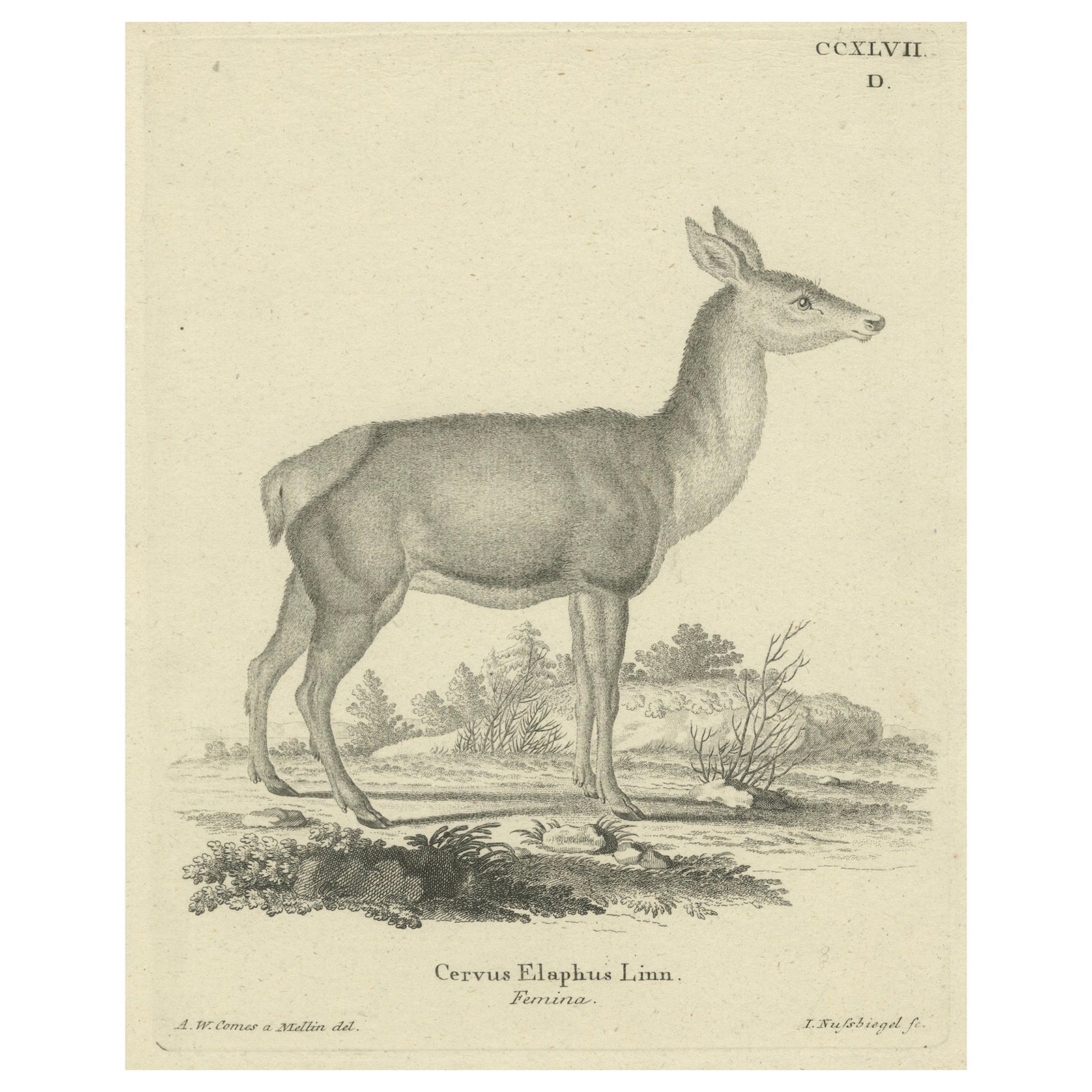 Antique Engraving of a Red Deer Hind (Cervus elaphus Linn., Femina), c.1800