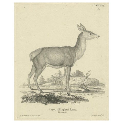 Antique Engraving of a Red Deer Hind (Cervus elaphus Linn., Femina), c.1800
