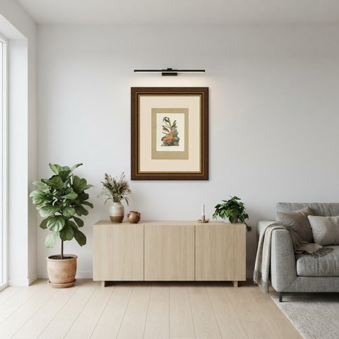 Guianan Cock-of-the-Rock, Brazilian Bird Print, Descourtilz, 1944, shown framed in a room