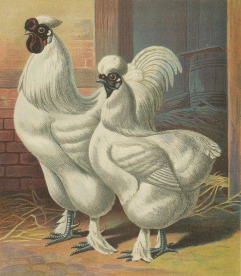 The Enchanting Japanese Silkie Chicken - A Rare 19th Century Poultry Lithograph, close-up 4
