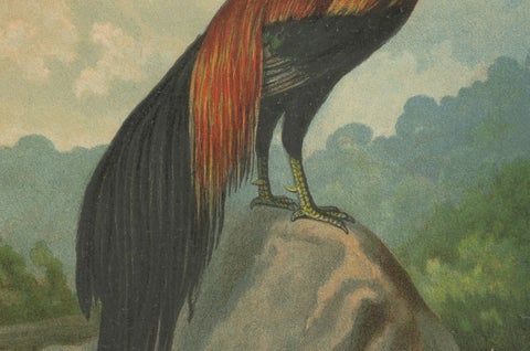 The Golden Phoenix Rooster - A Rare 19th Century Poultry Lithograph, close-up 2
