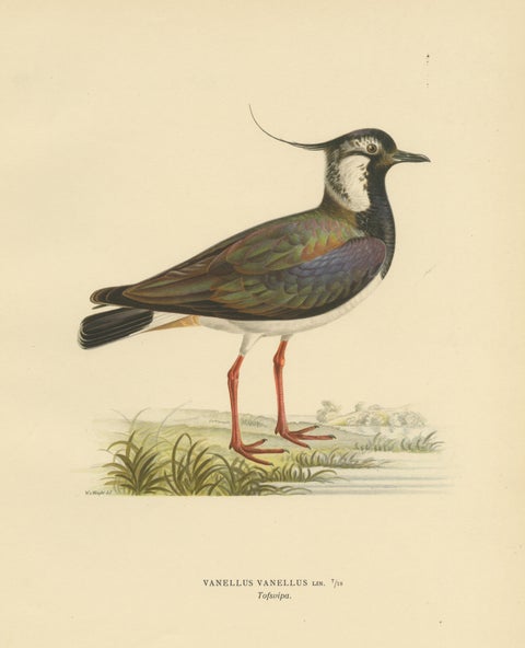 Iridescent Majesty: Vintage Print of The Northern Lapwing by Von Wright, 1929, view 3