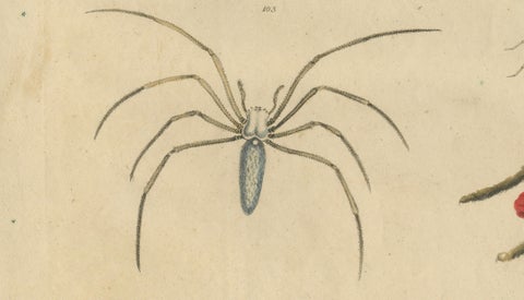Fleas, Tarantula & Spiders, Brodtmann Hand-Colored Natural History Plate, 1816, close-up 5