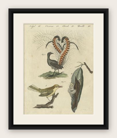 Antique Bird Print of the Lyrebird and Tailorbird by Bertuch 'circa 1800', shown framed